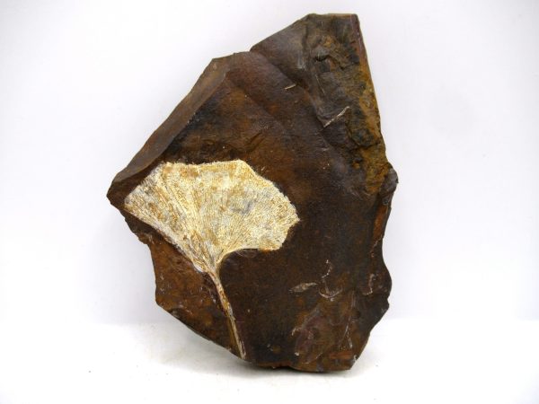 Genuine Paleocene Ginko Leaf Fossil for Sale from N. Dakota #100