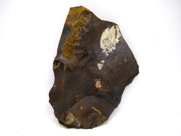 Genuine Paleocene Ginko Leaf Fossil for Sale from N. Dakota #100a