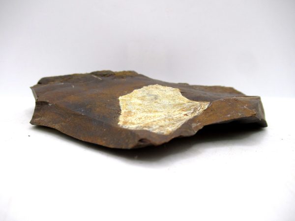 Genuine Paleocene Ginko Leaf Fossil for Sale from N. Dakota #100b