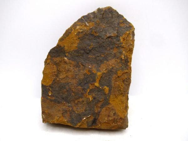 Genuine Paleocene Ginko Leaf Fossil for Sale from N. Dakota #101a