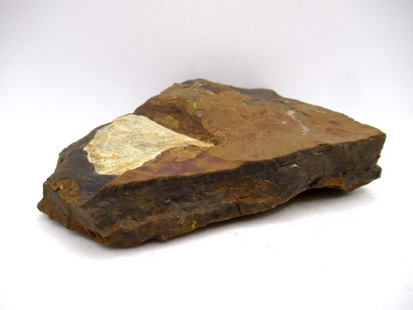 Genuine Paleocene Ginko Leaf Fossil for Sale from N. Dakota #101b