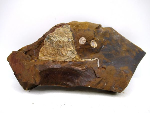 Genuine Paleocene Ginko Leaf Fossil for Sale from N. Dakota #102