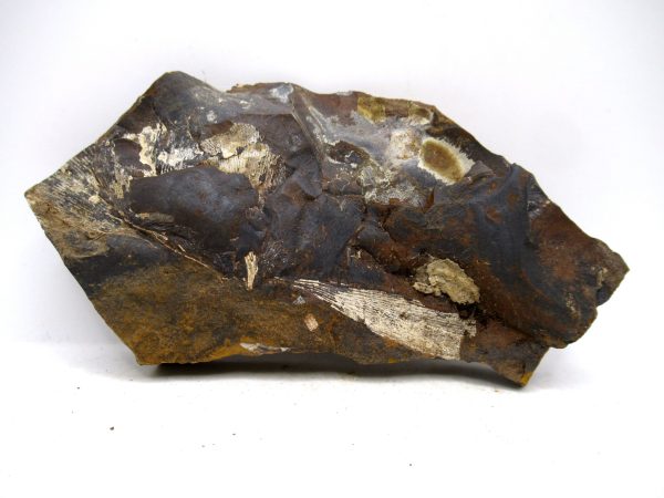 Genuine Paleocene Ginko Leaf Fossil for Sale from N. Dakota #102a