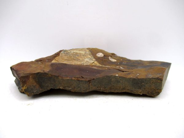 Genuine Paleocene Ginko Leaf Fossil for Sale from N. Dakota #102b