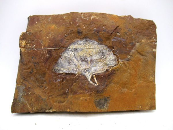 Genuine Paleocene Ginko Leaf Fossil for Sale from N. Dakota #103