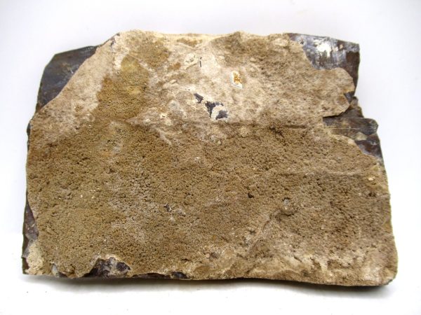 Genuine Paleocene Ginko Leaf Fossil for Sale from N. Dakota #103a