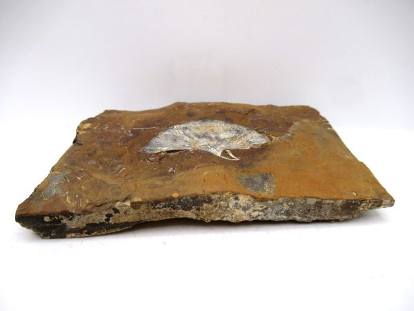 Genuine Paleocene Ginko Leaf Fossil for Sale from N. Dakota #103b