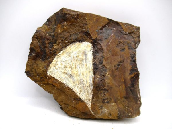 Genuine Paleocene Ginko Leaf Fossil for Sale from N. Dakota #104