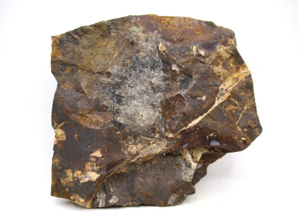 Genuine Paleocene Ginko Leaf Fossil for Sale from N. Dakota #104a