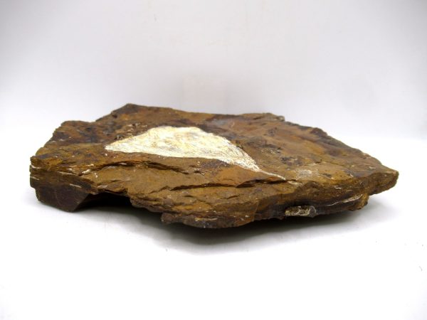 Genuine Paleocene Ginko Leaf Fossil for Sale from N. Dakota #104b
