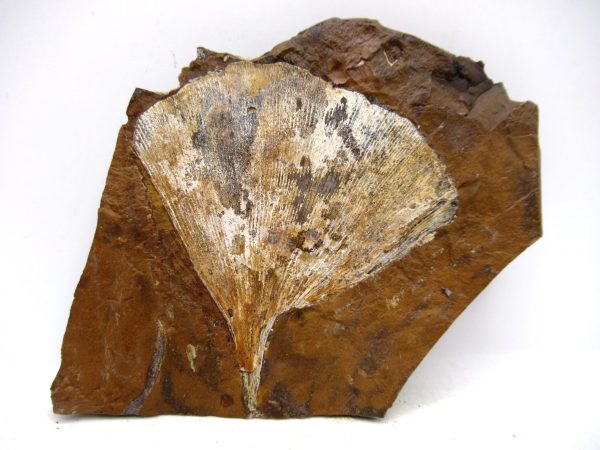 Genuine Paleocene Ginko Leaf Fossil for Sale from N. Dakota #105