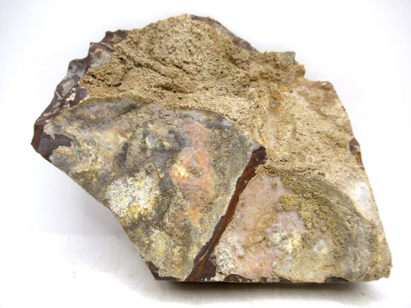 Genuine Paleocene Ginko Leaf Fossil for Sale from N. Dakota #105a