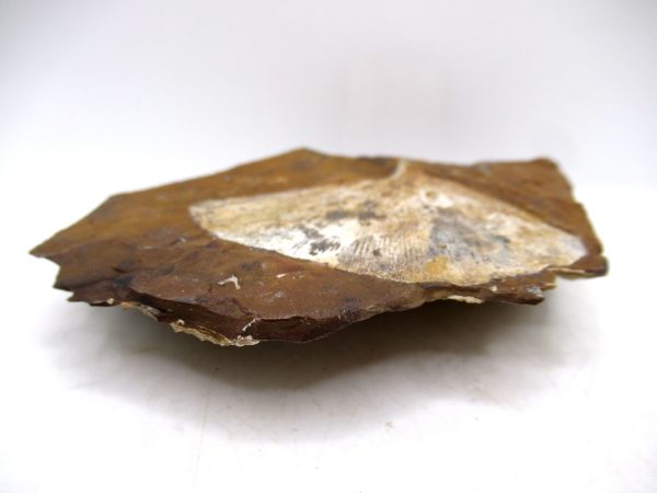 Genuine Paleocene Ginko Leaf Fossil for Sale from N. Dakota #105b