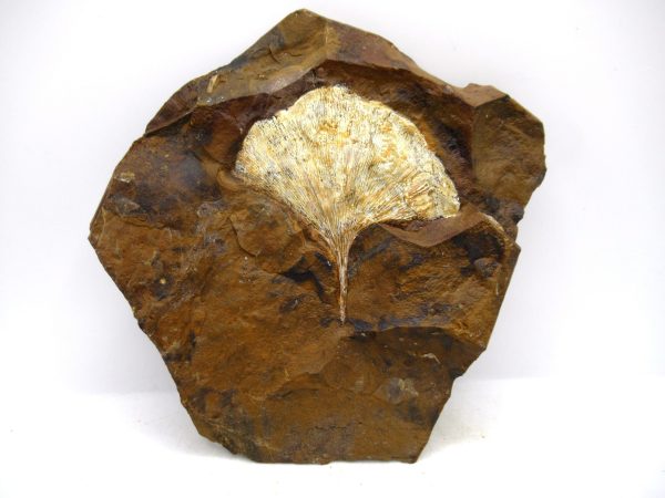 Genuine Paleocene Ginko Leaf Fossil for Sale from N. Dakota #106