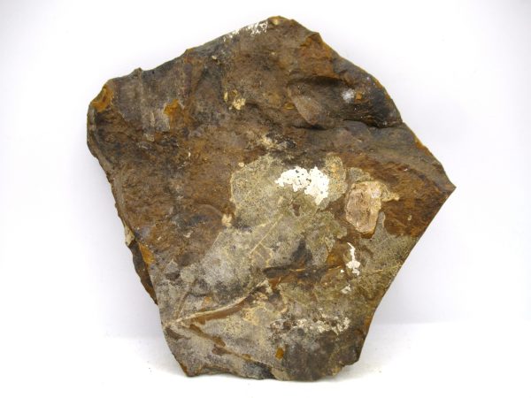 Genuine Paleocene Ginko Leaf Fossil for Sale from N. Dakota #106a