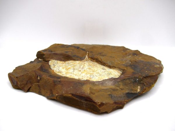 Genuine Paleocene Ginko Leaf Fossil for Sale from N. Dakota #106b