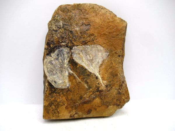 Genuine Paleocene Ginko Leaf Fossil for Sale from N. Dakota #107