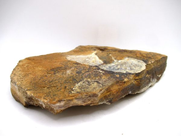 Genuine Paleocene Ginko Leaf Fossil for Sale from N. Dakota #107b