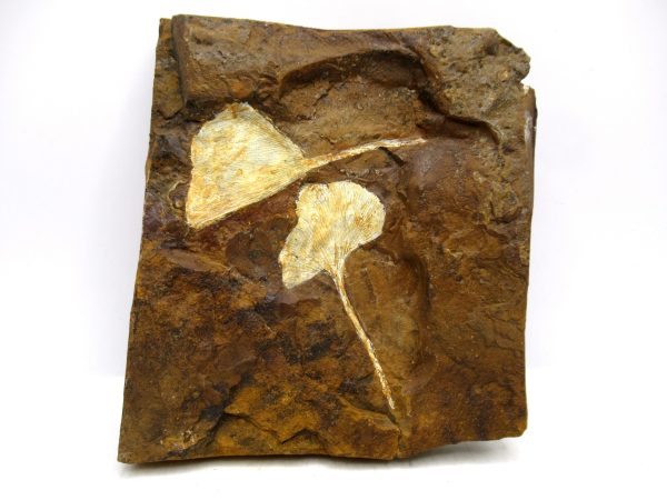 Genuine Paleocene Ginko Leaf Fossil for Sale from N. Dakota #108