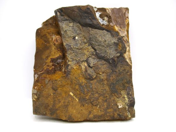 Genuine Paleocene Ginko Leaf Fossil for Sale from N. Dakota #108a