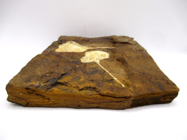Genuine Paleocene Ginko Leaf Fossil for Sale from N. Dakota #108b