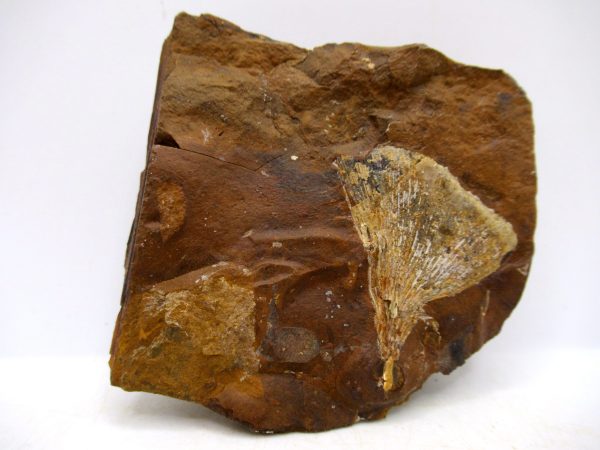 Genuine Paleocene Ginko Leaf Fossil for Sale from N. Dakota #94