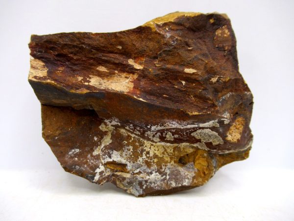 Genuine Paleocene Ginko Leaf Fossil for Sale from N. Dakota #94a