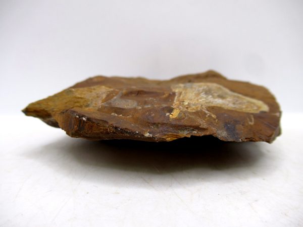 Genuine Paleocene Ginko Leaf Fossil for Sale from N. Dakota #94b