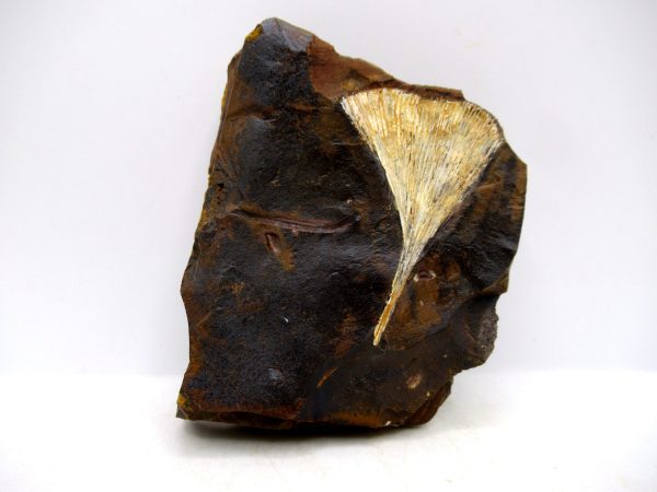 Genuine Paleocene Ginko Leaf Fossil for Sale from N. Dakota #95