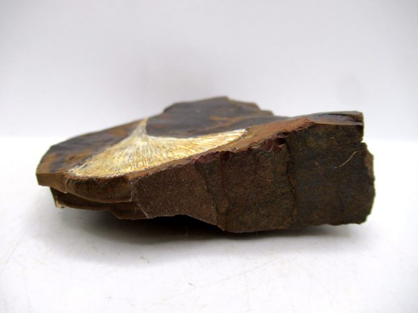 Genuine Paleocene Ginko Leaf Fossil for Sale from N. Dakota #95b