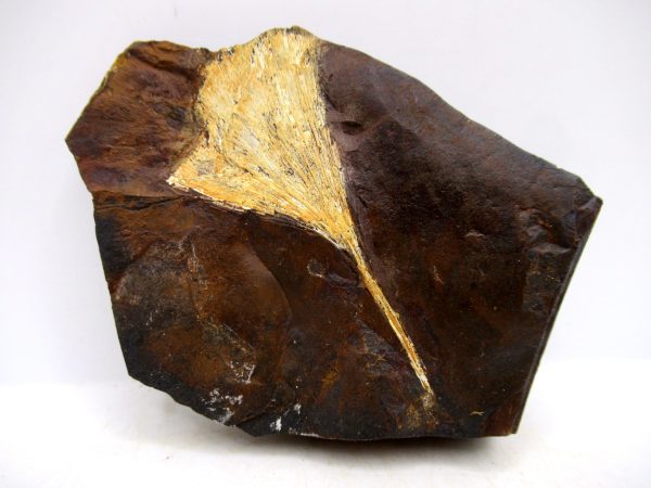 Genuine Paleocene Ginko Leaf Fossil for Sale from N. Dakota #96