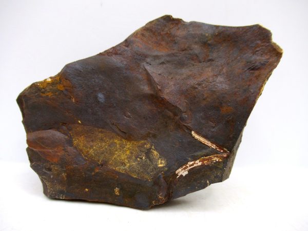Genuine Paleocene Ginko Leaf Fossil for Sale from N. Dakota #96a