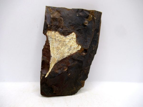 Genuine Paleocene Ginko Leaf Fossil for Sale from N. Dakota #97