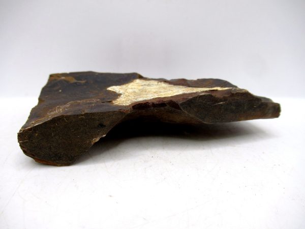 Genuine Paleocene Ginko Leaf Fossil for Sale from N. Dakota #97b