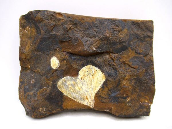 Genuine Paleocene Ginko Leaf Fossil for Sale from N. Dakota #98