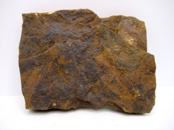 Genuine Paleocene Ginko Leaf Fossil for Sale from N. Dakota #98a