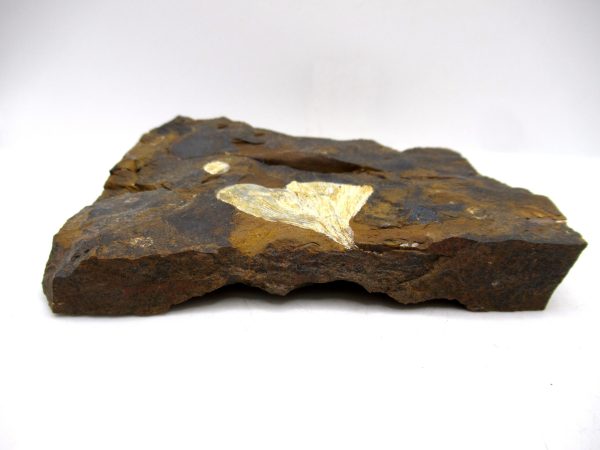 Genuine Paleocene Ginko Leaf Fossil for Sale from N. Dakota #98b