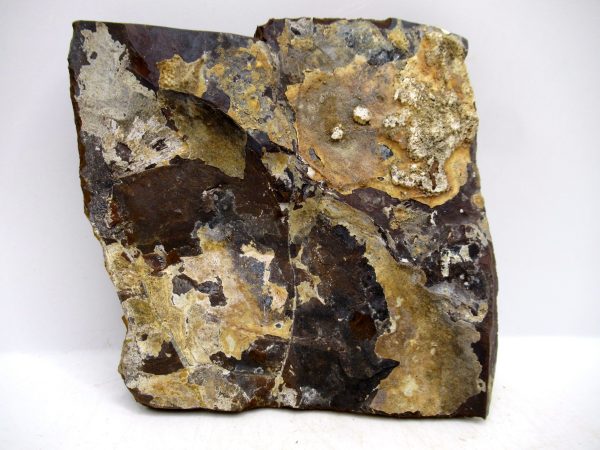 Genuine Paleocene Ginko Leaf Fossil for Sale from N. Dakota #99a