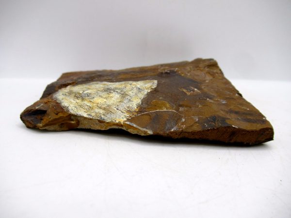 Genuine Paleocene Ginko Leaf Fossil for Sale from N. Dakota #99b