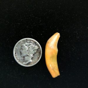 Genuine Fossil Ice Age Cave Bear Tooth from Romania For Sale #31
