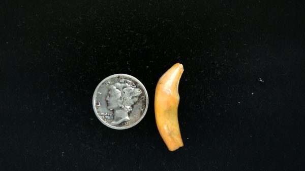 Romanian Cave Bear Tooth Ice Age from Carpathian Mountains #31 - 1.08"