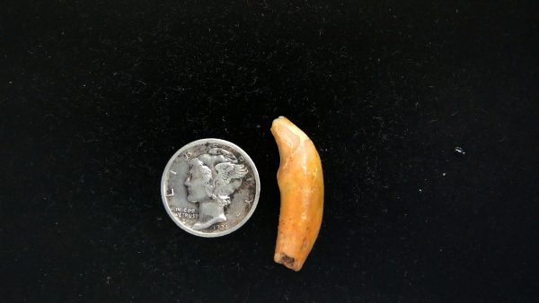 Romanian Cave Bear Tooth Ice Age from Carpathian Mountains #31 - 1.08" - Image 2