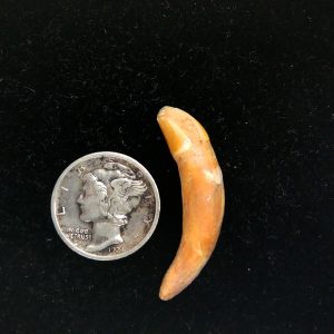 Genuine Fossil Ice Age Cave Bear Tooth from Romania For Sale #32