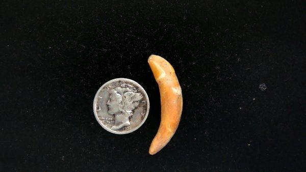 Romanian Cave Bear Tooth Ice Age from Carpathian Mountains #32 - 1.22"