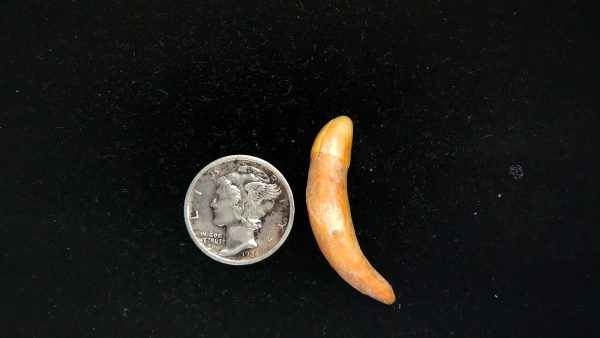 Romanian Cave Bear Tooth Ice Age from Carpathian Mountains #32 - 1.22" - Image 2
