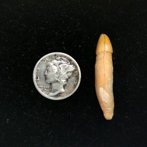 Genuine Fossil Ice Age Cave Bear Tooth from Romania For Sale #33