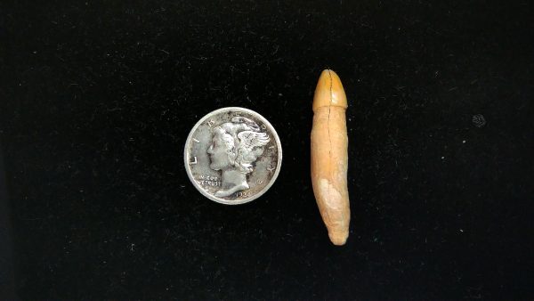 Romanian Cave Bear Tooth Ice Age from Carpathian Mountains #33 - 1.25"