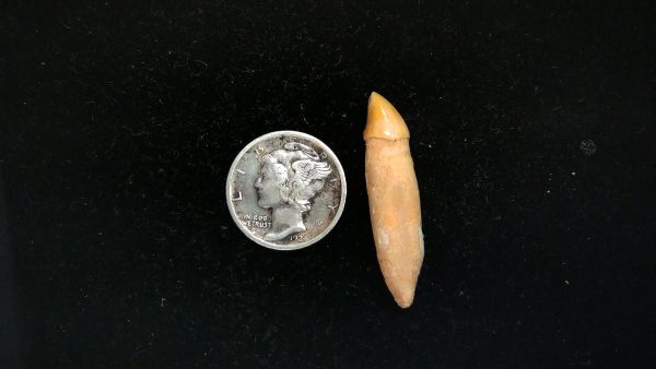 Romanian Cave Bear Tooth Ice Age from Carpathian Mountains #33 - 1.25" - Image 2