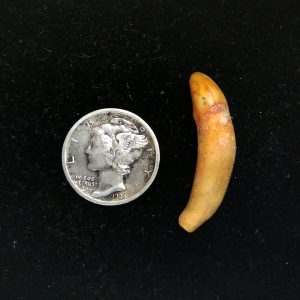 Genuine Fossil Ice Age Cave Bear Tooth from Romania For Sale #34