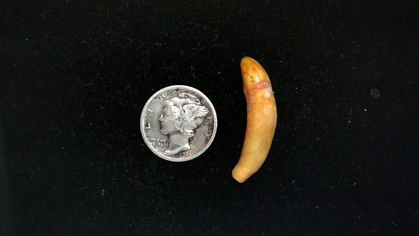 Romanian Cave Bear Tooth Ice Age from Carpathian Mountains #34 - 1.14"
